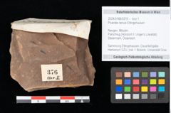 Foto (Objekt + Etikett) von Poacites tenuis Ettingshausen (NHMW-GEO-2024-0188-0376)